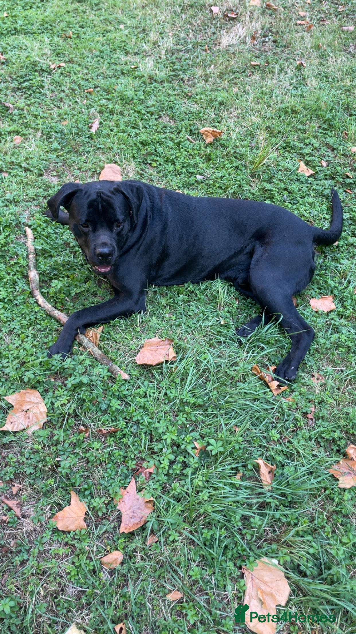 Mixed Breed dogs Rotticorso - Advert 12