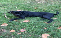 Mixed Breed dogs for sale: Rotticorso - Advert 1