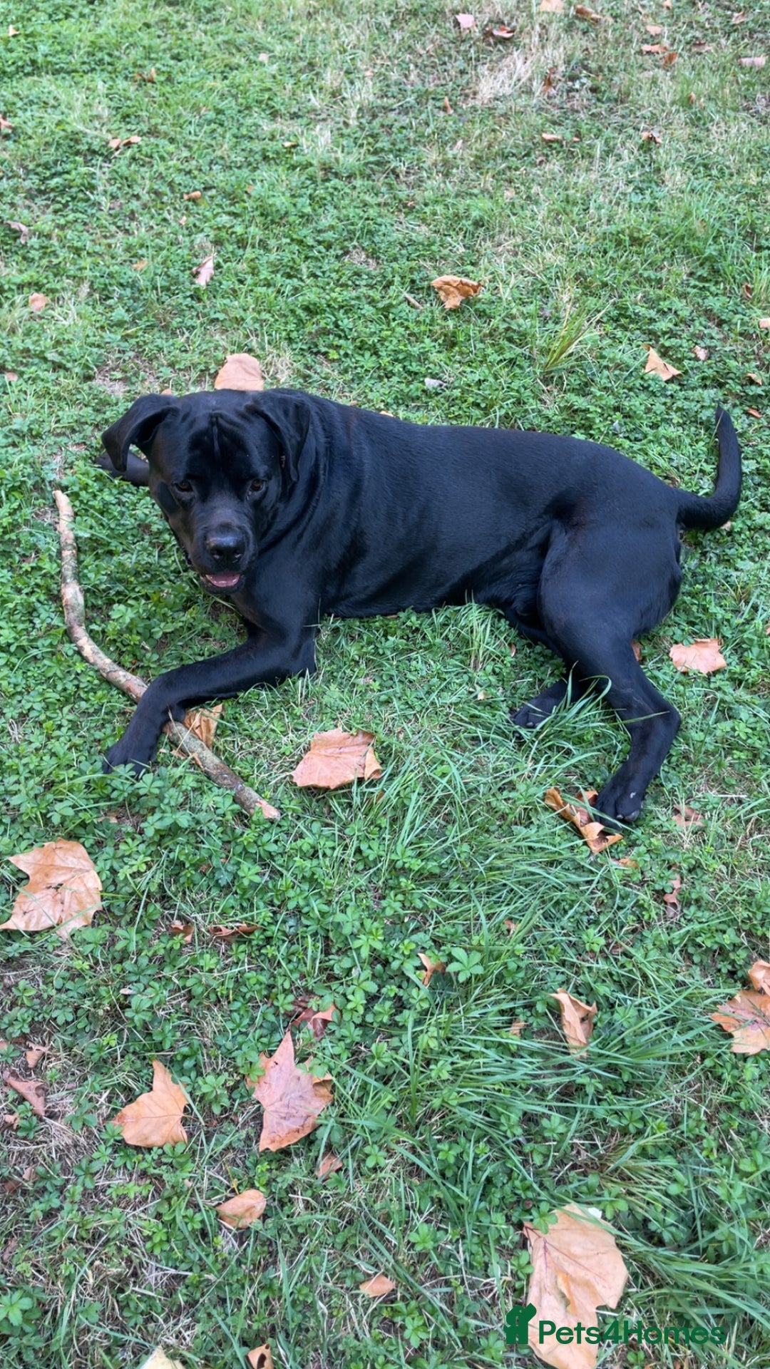 Mixed Breed dogs for sale: Rotticorso - Advert 1