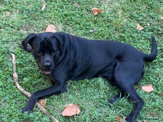 Mixed Breed dogs Rotticorso - Advert 10