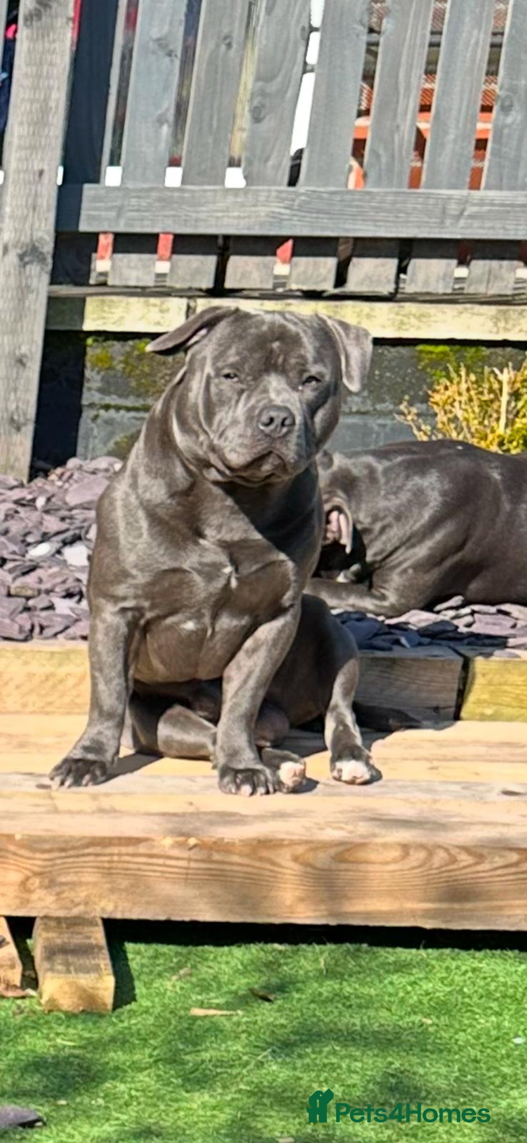 Staffordshire Bull Terrier dogs for stud: Blue Staffordshire bull terrier  - Image 3