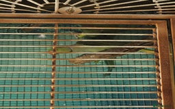 Parakeets birds for sale: Bonded Pair of Parakeets  - Image 4