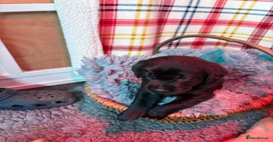 Labrador Retriever dogs Labrador puppies - Advert 3