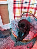 Labrador Retriever dogs Labrador puppies - Advert 3