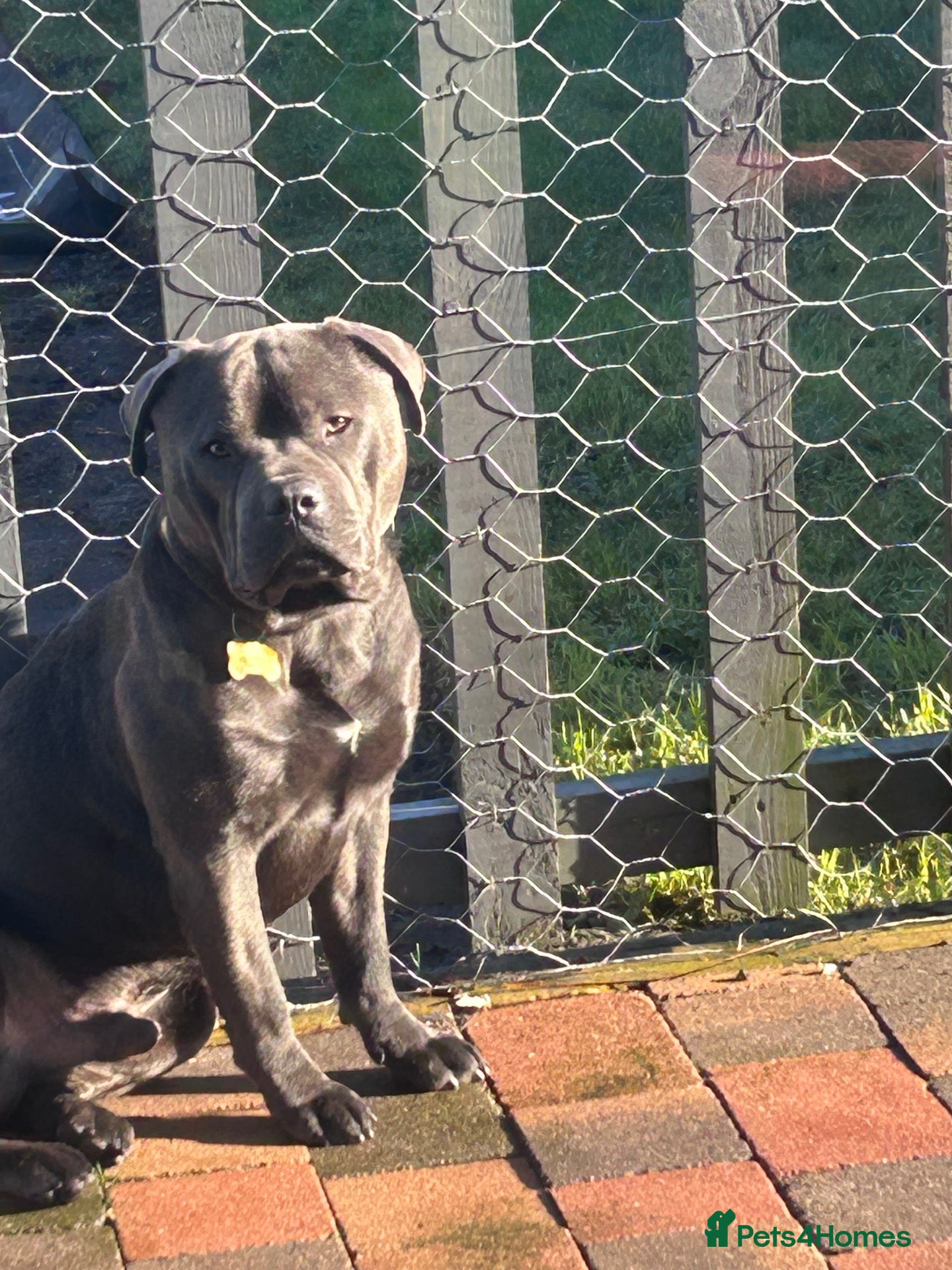 Staffordshire Bull Terrier dogs Blue Staffordshire bull terrier puppies  - Advert 9
