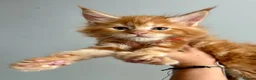 Maine Coon cats for sale: TICa reg 9 XXL Massive Red Kittens - Advert 34