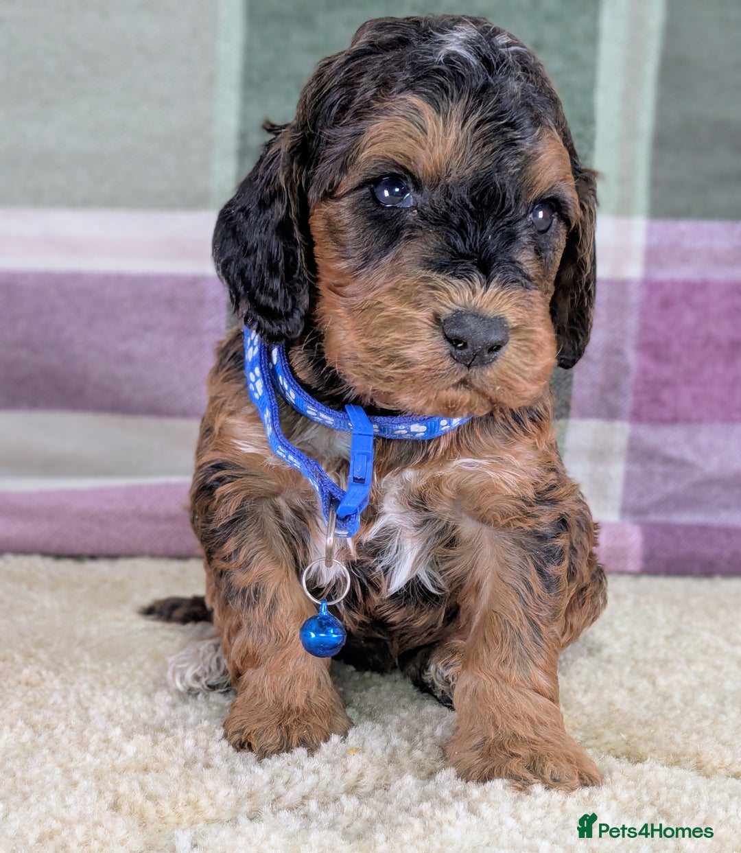 Cockapoo dogs for sale: F1 Cockapoo your Next Furry Family Member Awaits!  - Advert 4