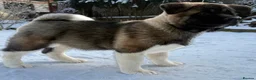 Akita dogs for sale: AMERICAN AKITA LOOKING FOR HOME - Advert 8