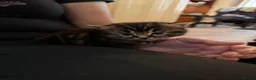 Mixed Breed cats for sale: 3 beautiful kittens  - Advert 5