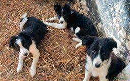 Border Collie dogs for sale: Border Collie Puppies 12 weeks old - Image 1