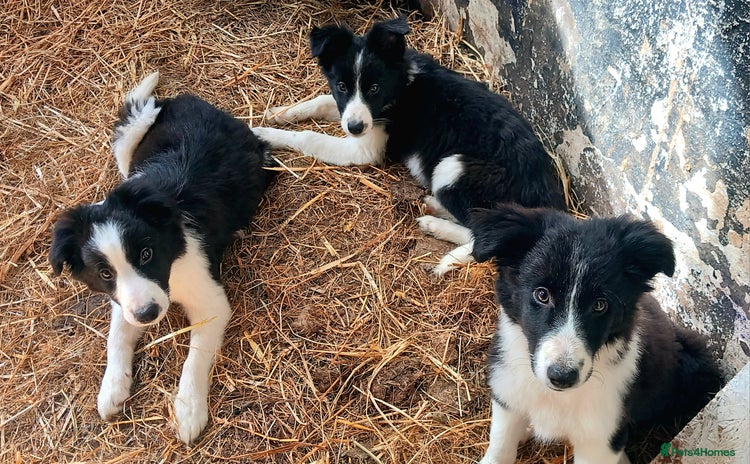 Border Collie dogs - Advert 1