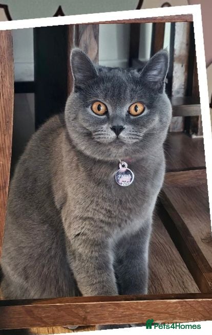British Shorthair cats 2 straight ear boys and 4 fold girls,fluffy 🐾🐈‍⬛ - Advert 1