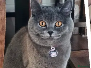 British Shorthair cats 2 straight ear boys and 4 fold girls,fluffy 🐾🐈⬛ - Advert 3