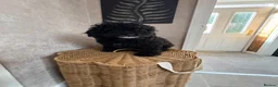 Mixed Breed dogs for sale: Yorkie poo Boy for sale  - Advert 5