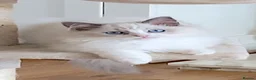 Ragdoll cats for sale: INDOOR GCCF REGISTERED RAGDOLL KITTENS - Advert 9