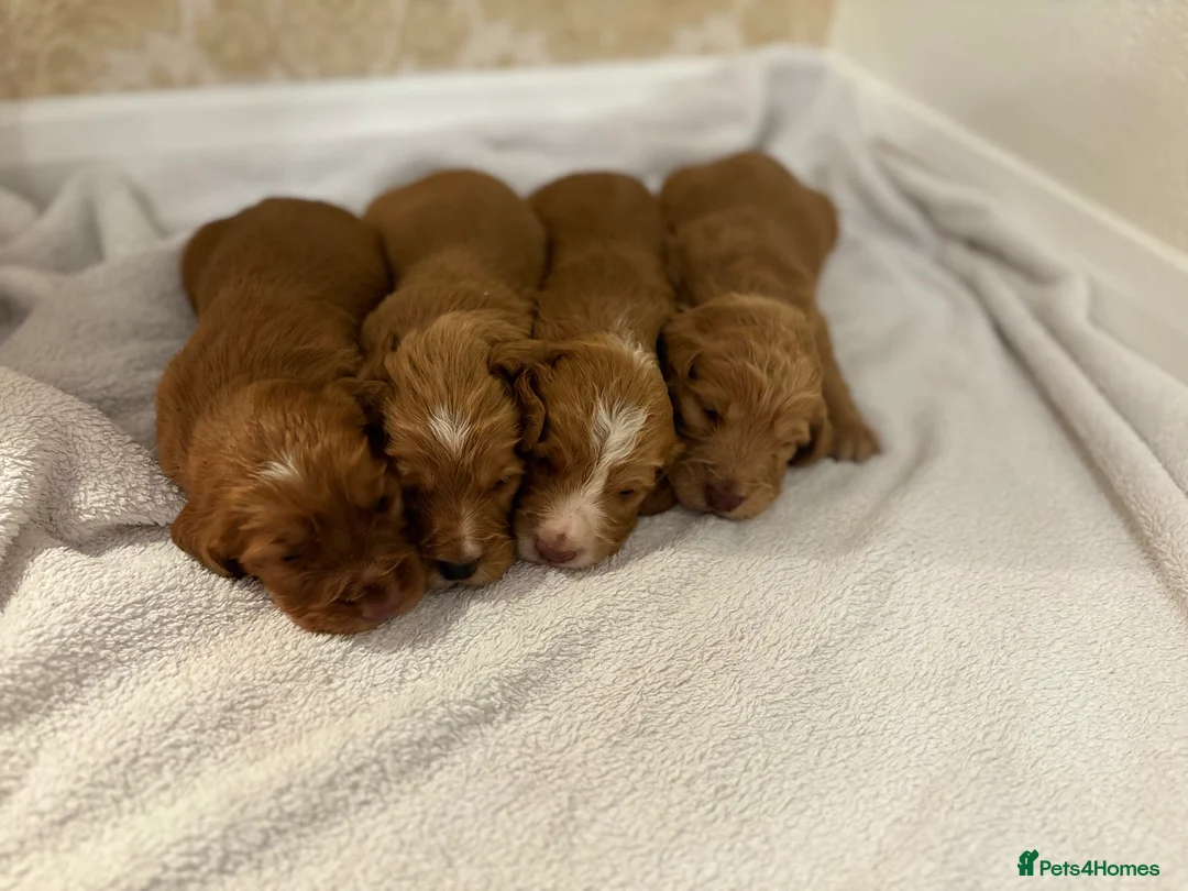 Cocker Spaniel dogs for sale: Working type cocker spaniel puppys - Advert 33