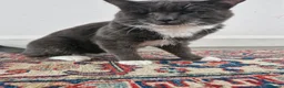 Domestic Shorthair cats for sale: 🐾 Meet Mimi! 🐾 - Advert 2