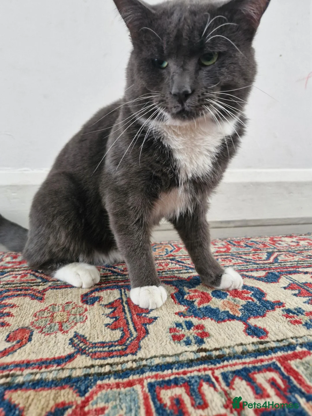 Domestic Shorthair cats for sale: 🐾 Meet Mimi! 🐾 - Advert 2