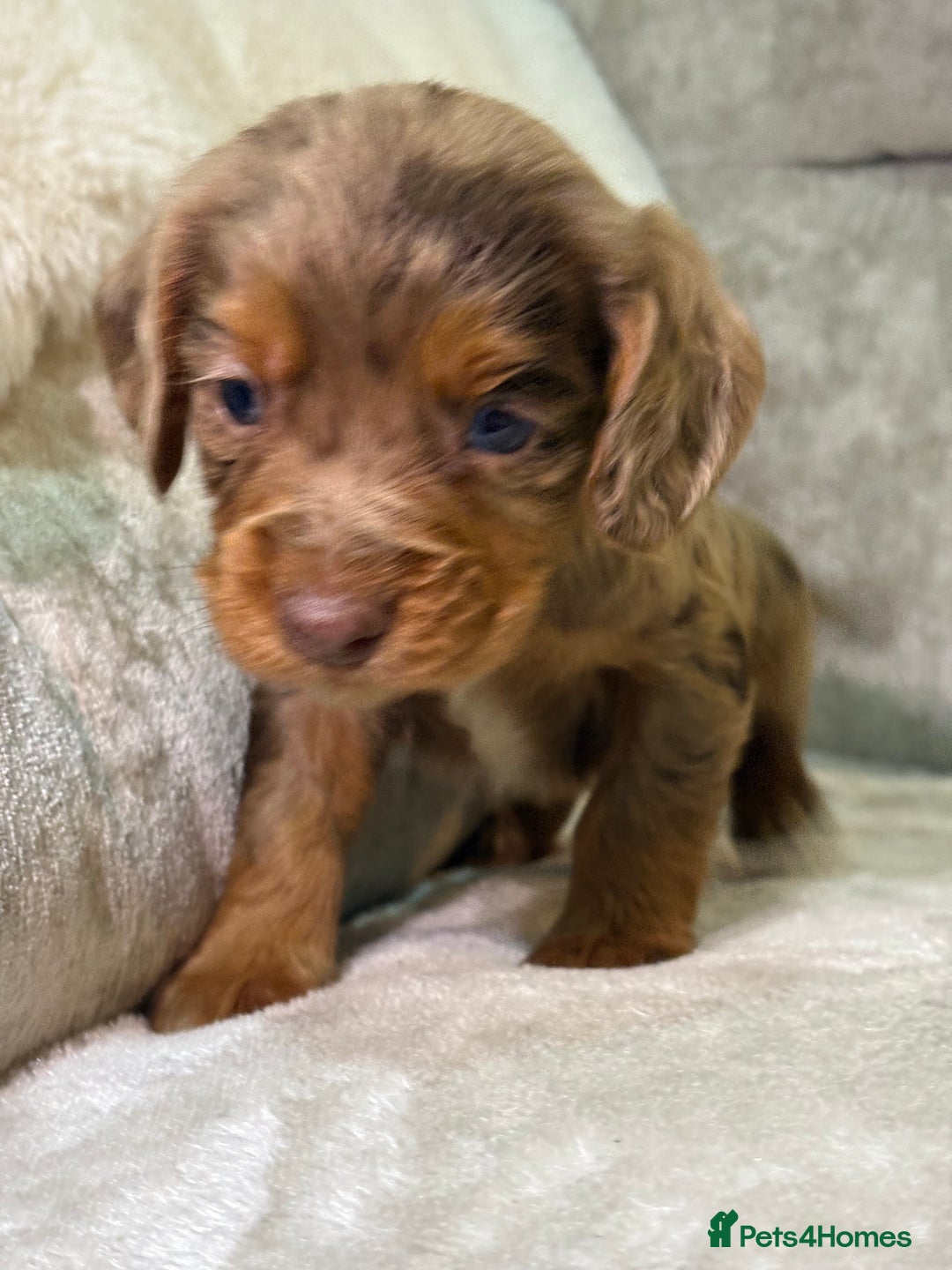 Cocker Spaniel dogs for sale: Stunning cocker spaniel puppies - Advert 10