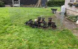 Rottweiler dogs for sale: Gorgeous KC Registered Rottweiler Puppies  - Image 17
