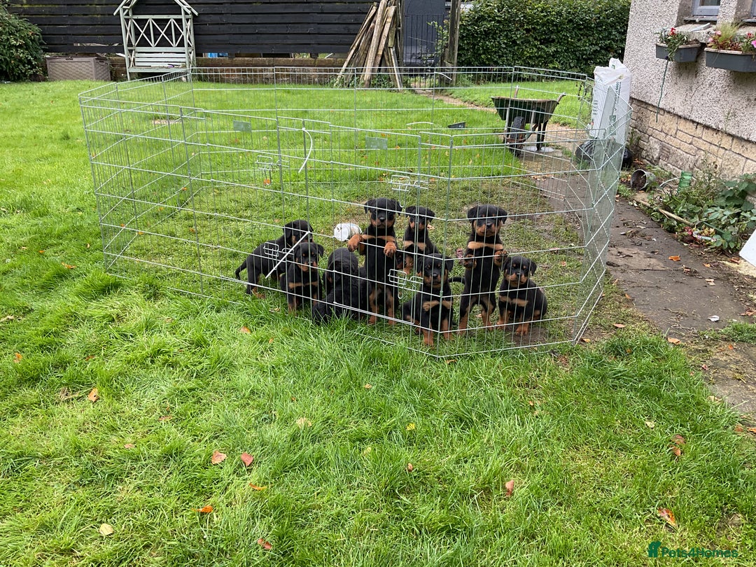 Rottweiler dogs for sale: Gorgeous KC Registered Rottweiler Puppies  - Image 17