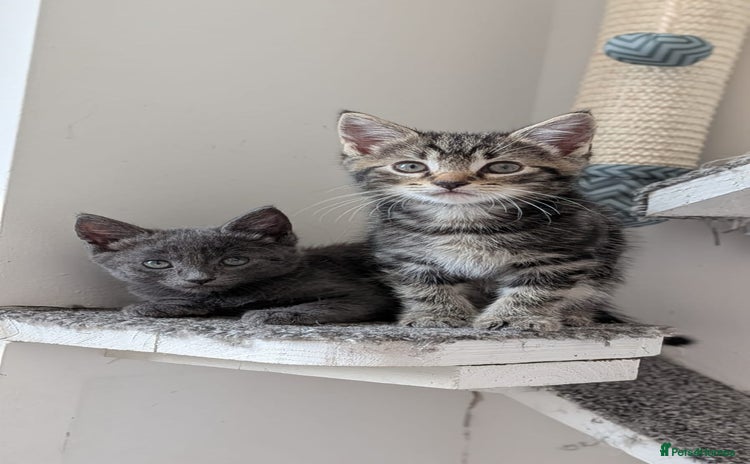 Maine Coon cats - Advert 1