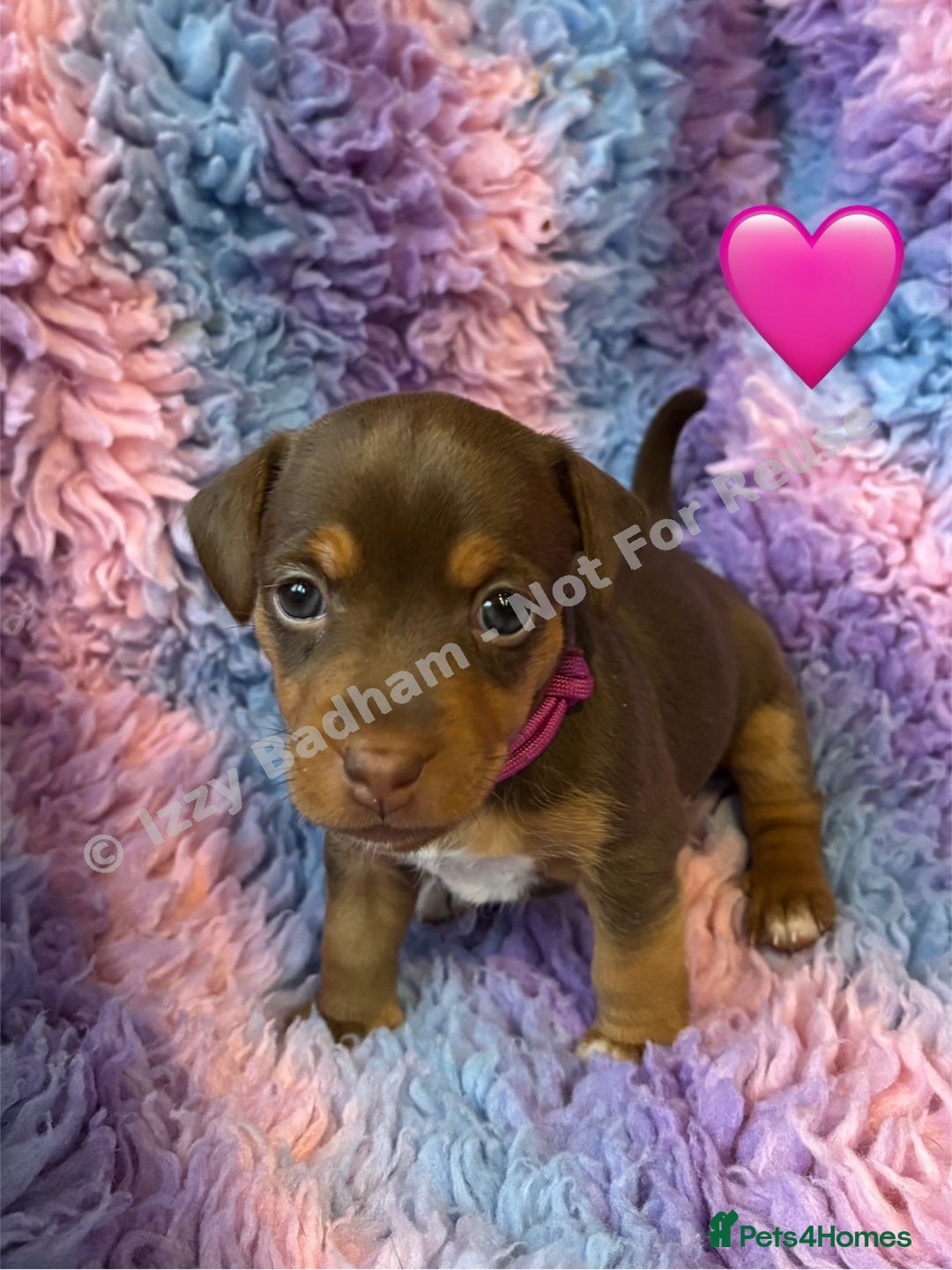 Jack Russell dogs for sale: Lilac and Chocolate Jack Russell Terrier Puppies  - Advert 17