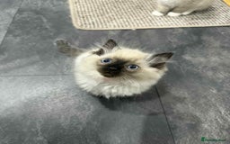 Ragdoll cats for sale: Ragdoll Kittens - Image 2