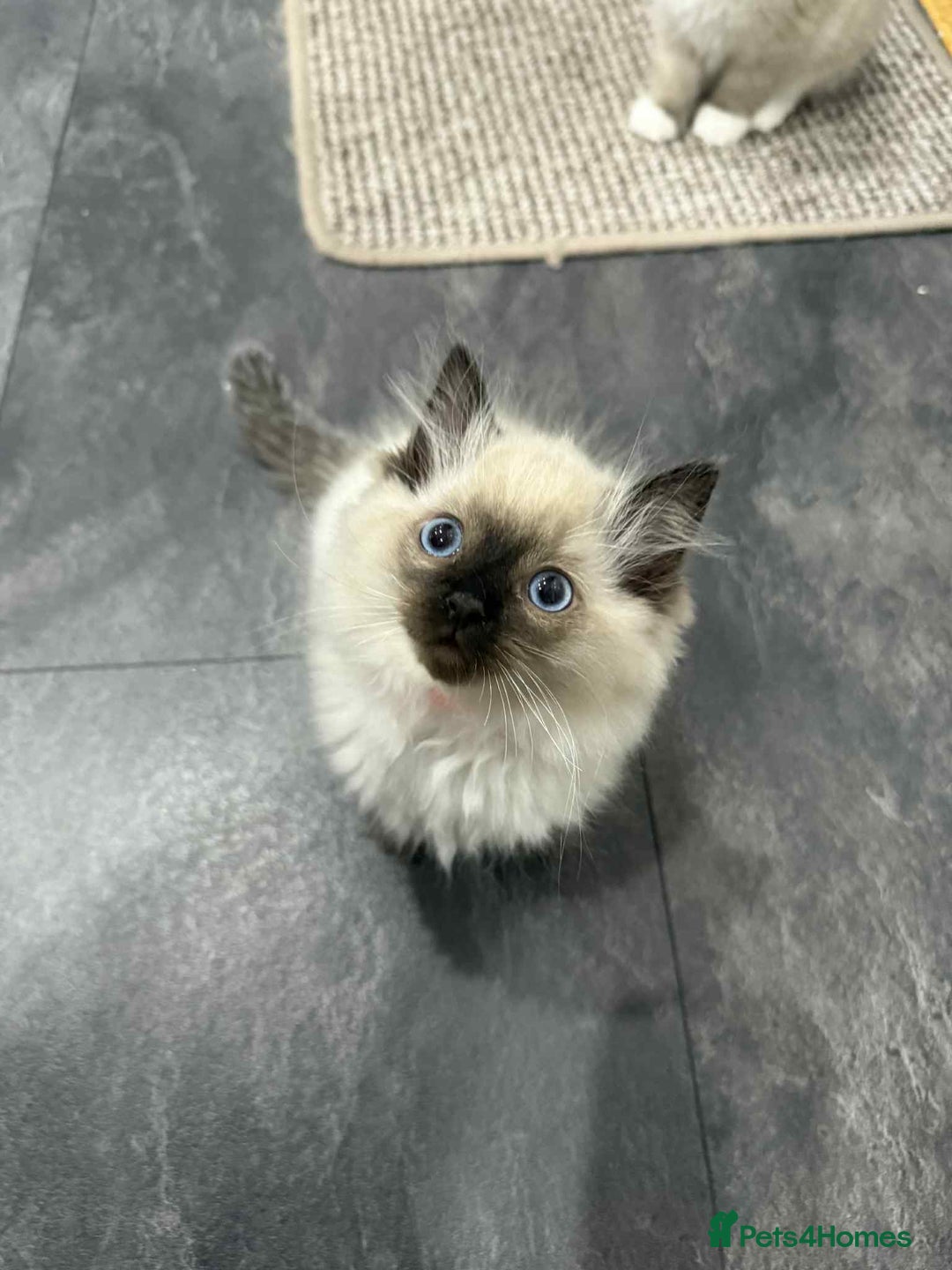 Ragdoll cats for sale: Ragdoll Kittens - Image 2