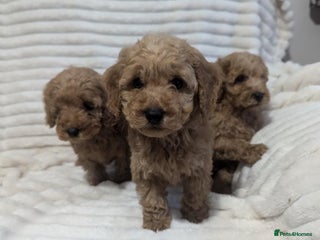 Cavapoo dogs for sale - Advert 1