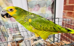 Parrots birds for sale: Hand tamed talking blue fronted Amazon parrot  - Image 4