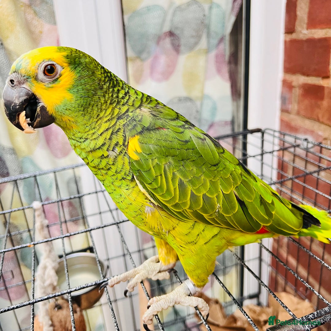 Parrots birds for sale: Hand tamed talking blue fronted Amazon parrot  - Image 4