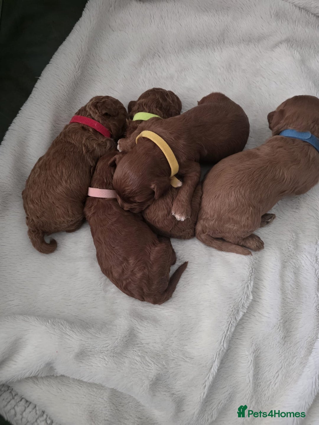 Cavapoo dogs for sale: Toy cavapoos  - Image 3