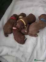 Cavapoo dogs - Advert 7