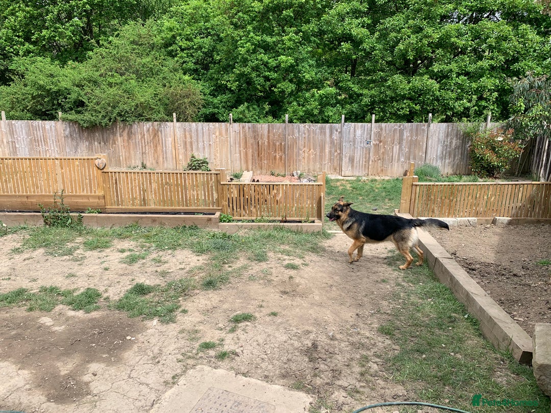 German Shepherd dogs for sale: REX - German Shepherd Boy - 15 months old  - Image 3