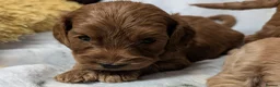 Cockapoo dogs for sale: Quality DNA Clear Cockapoo Puppies  - Advert 15