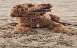 Cockapoo dogs for sale: 2 year old F1 Cockapoo - Image 3
