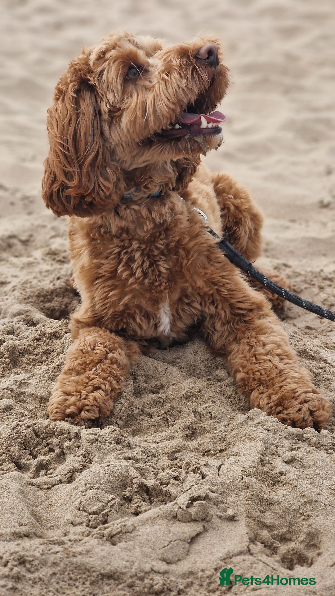 Cockapoo dogs for sale: 2 year old F1 Cockapoo - Image 3