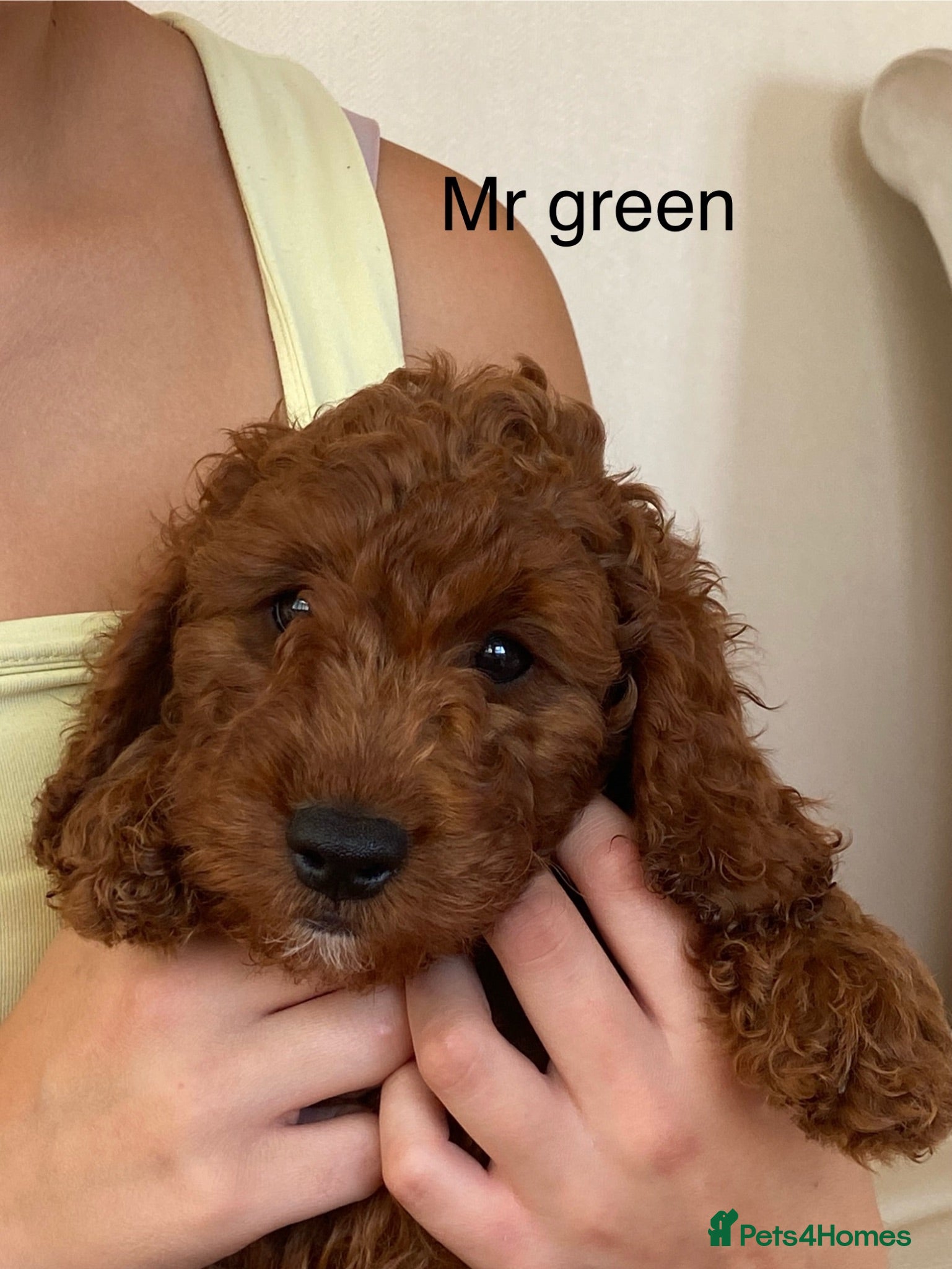 Cockapoo dogs READY NOW, STUNNING EXTENSIVELY HEALTH TESTED - Advert 2