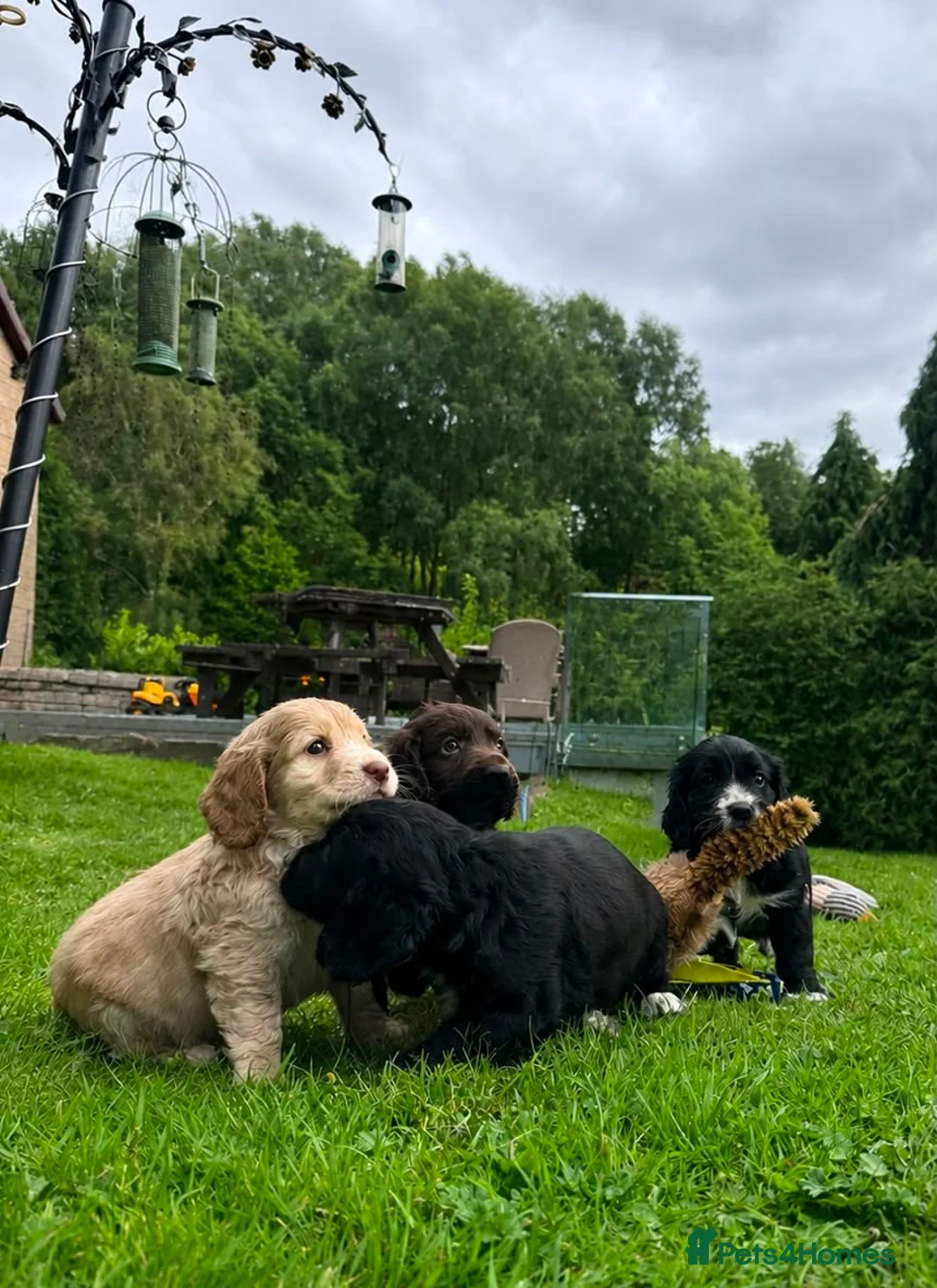 Cocker Spaniel dogs for sale: Outstanding KC Cocker Spaniel Pups legally docked. - Advert 10