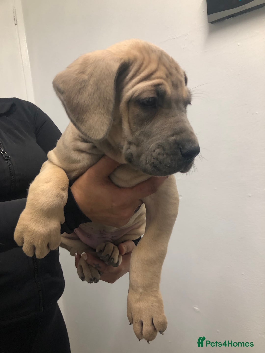 Great Dane dogs for sale: Great Dane puppies waiting list open  - Advert 17