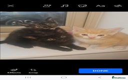 Mixed Breed cats for sale: Beautiful kittens  - Image 2
