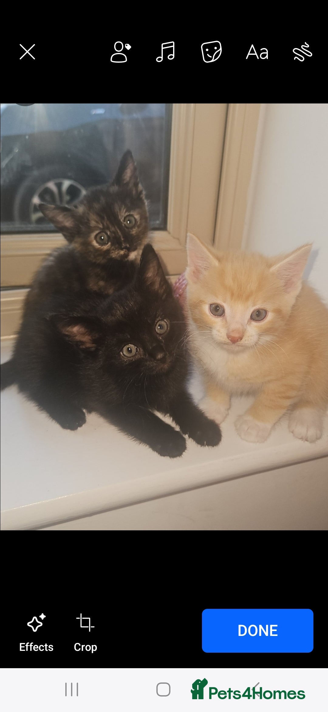 Mixed Breed cats for sale: Beautiful kittens  - Image 2
