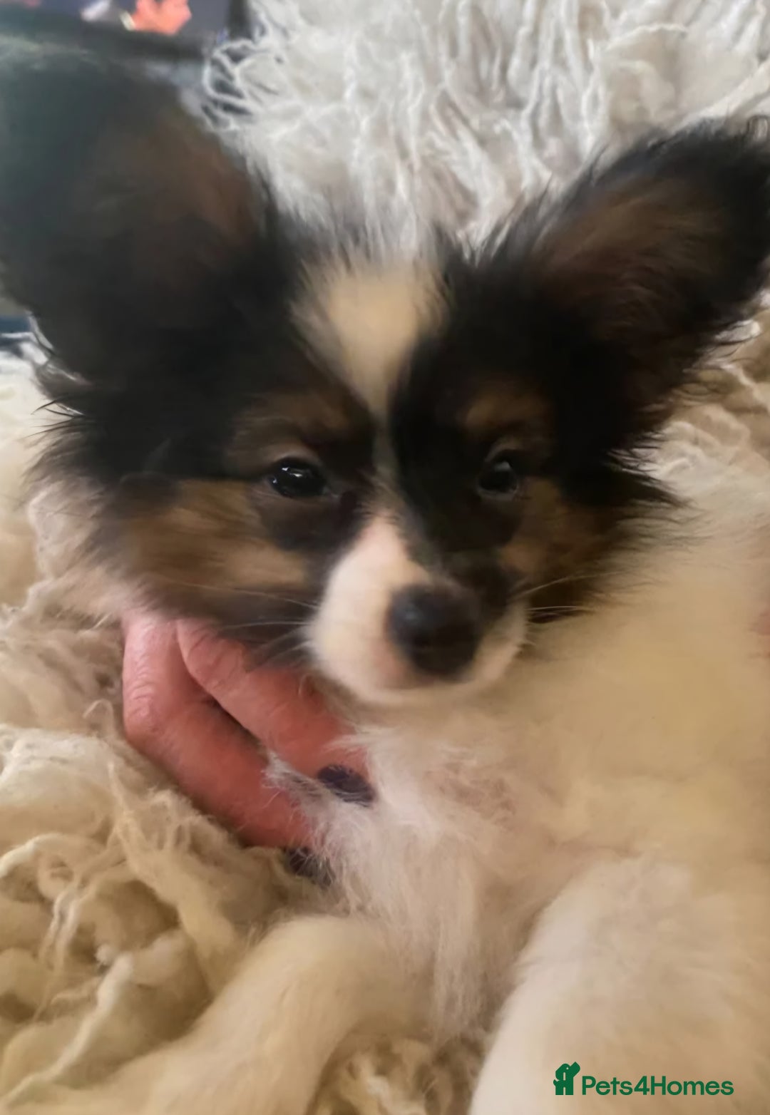 Papillon dogs for sale: Kennel Club registered Papillons - Advert 15