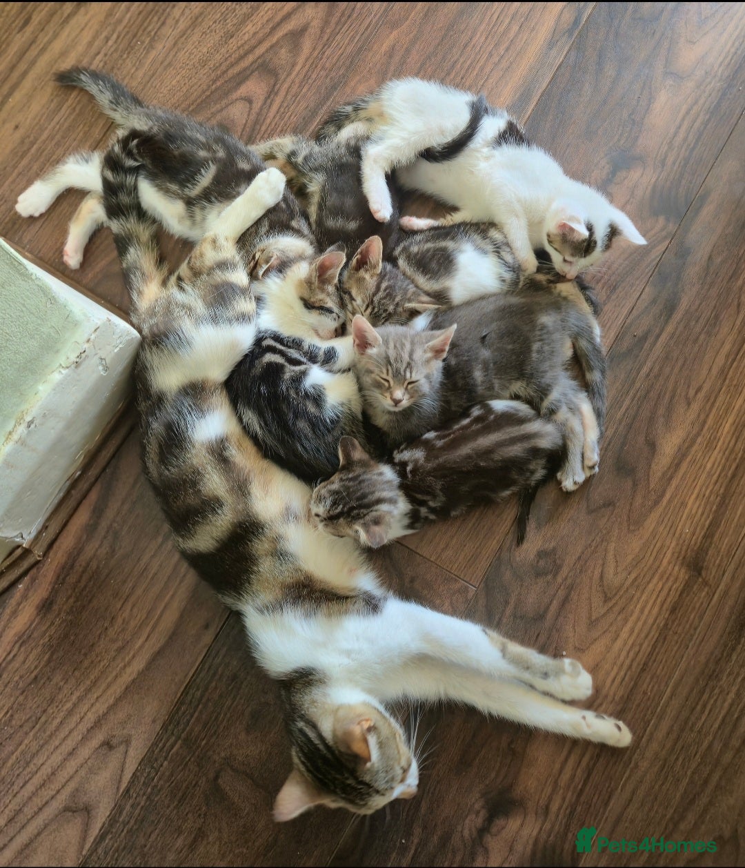 Mixed Breed cats for sale: Adorable 7 Mixed Breed Kittens 🐾 - Image 2