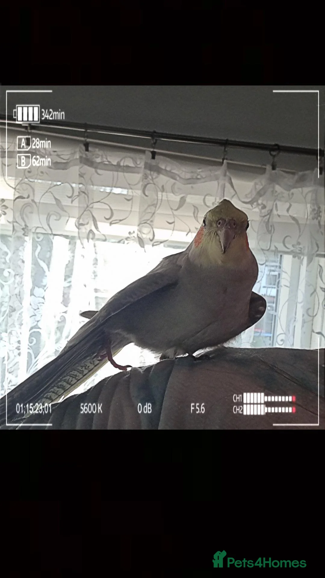 Cockatiels birds for sale: Cockatiel almost a year old.  - Advert 2