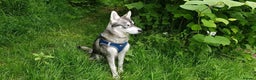 Siberian Husky dogs for stud:  Loki in Heywood - Advert 7