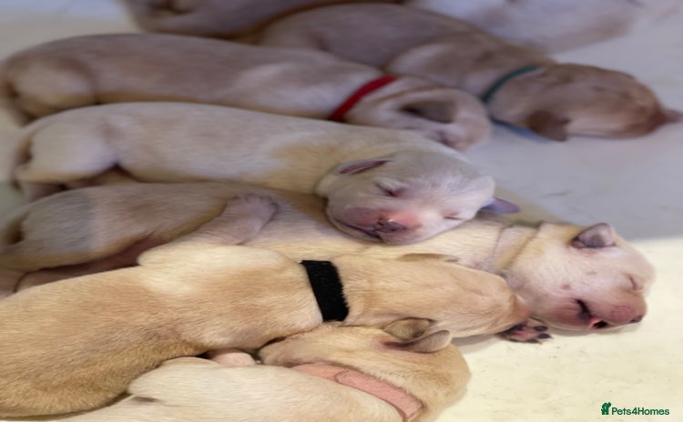 Labrador Retriever dogs - Advert 1