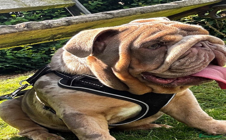 English Bulldog dogs - Advert 12