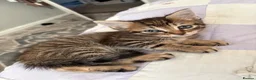 Mixed Breed cats for sale: Tabby kittens looking for loving home - Advert 10